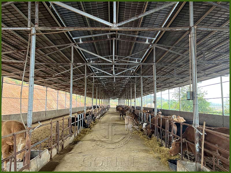 Cow dung fermentation